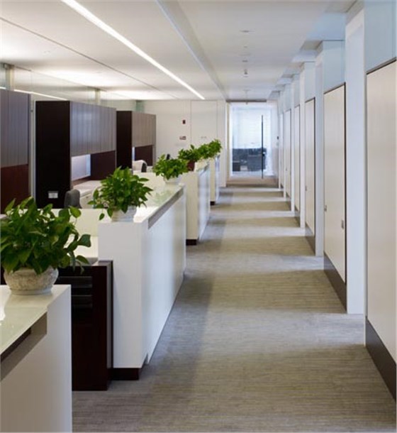 辦公綠植,辦公隔斷