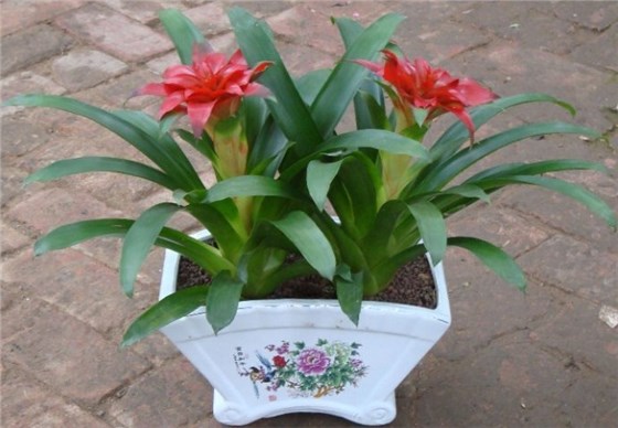 鴻運(yùn)當(dāng)頭