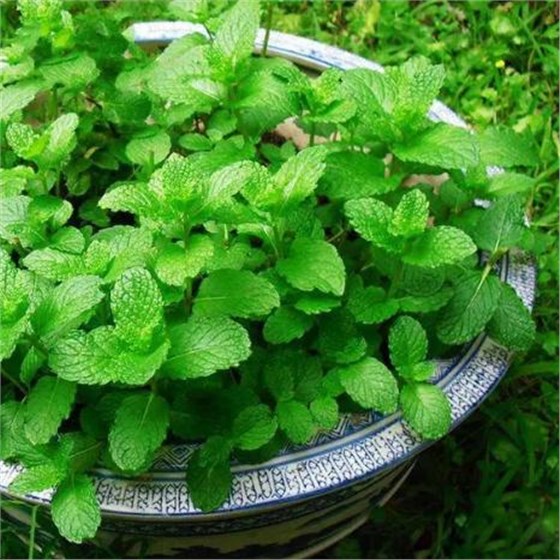 可以吸收二手煙的綠植