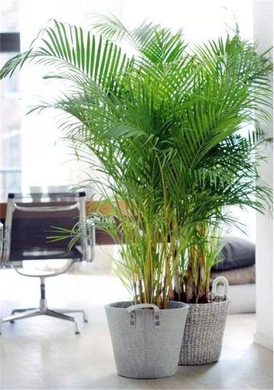 可以吸收二手煙的綠植