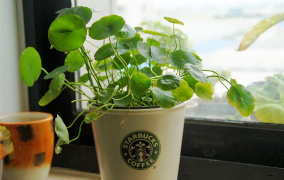 上海辦公家具廠家|辦公桌擺件