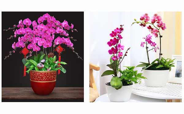 蘭花盆栽,前臺綠植