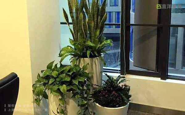 辦公室綠植,辦公植物 辦公室綠植,辦公植物